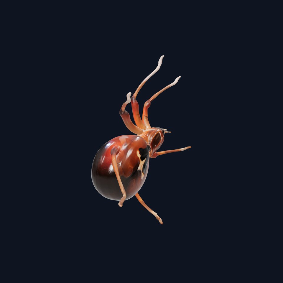 Brown Spider model pack